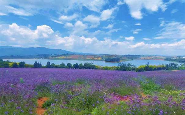 云南红河州旅游景点：弥勒东风韵艺术小镇薰衣草主题公园