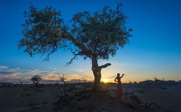 额济纳旗怪树林旅拍