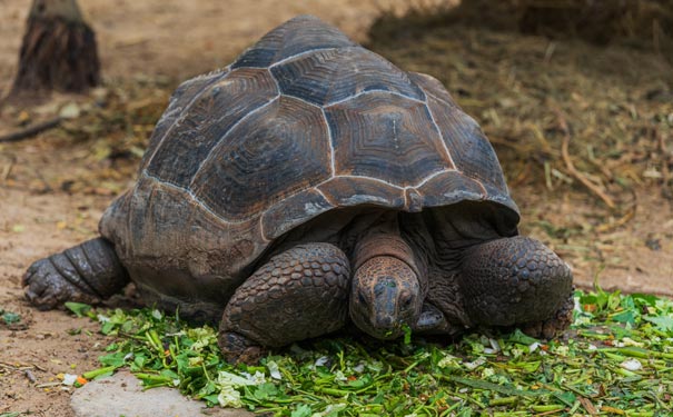 毛里求斯旅游：巨龟