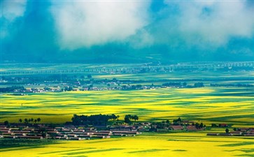 甘青大环线西北旅游：青海祁连山门源油菜花