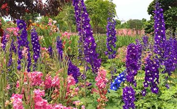 峨眉山月南花乡-重庆青旅