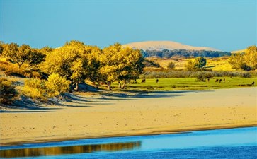 额济纳旗胡杨林旅游：弱水金沙湾胡杨林