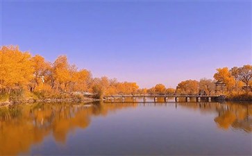 新疆旅游专列：泽普金胡杨林国家森林公园