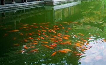 华东旅游：浙江杭州西湖花港观鱼