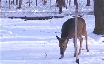 冰雪动物园：狍子