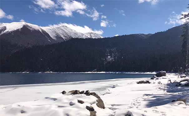 冬季西藏旅游：雪中措木及日