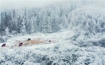 武隆仙女山雪景