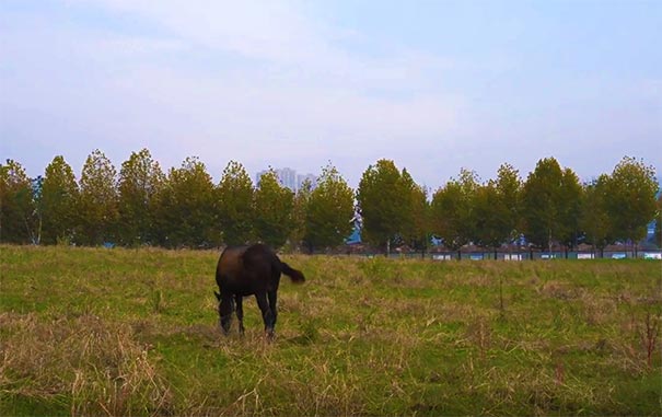 重庆广阳岛冬季秋景