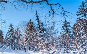 东北旅游：中国雪乡雾凇岭