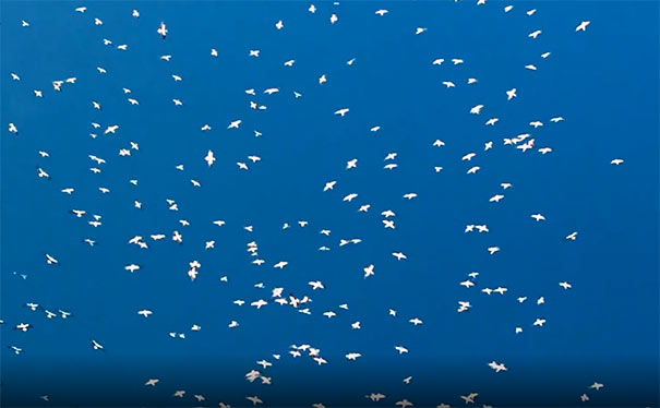 鄱阳湖观鸟：候鸟群