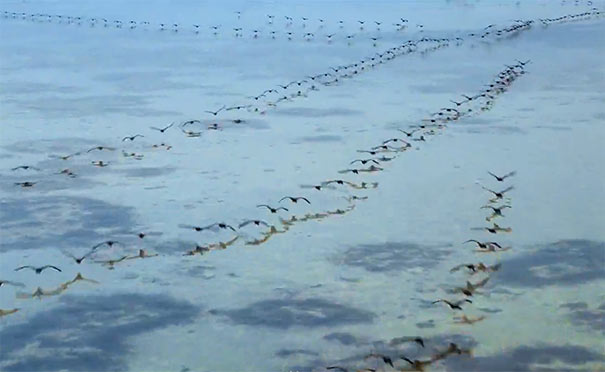 鄱阳湖观鸟周：大雁群