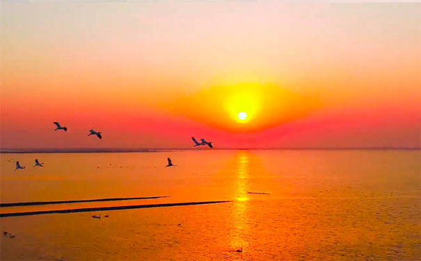 鄱阳湖观鸟周：日落观鸟