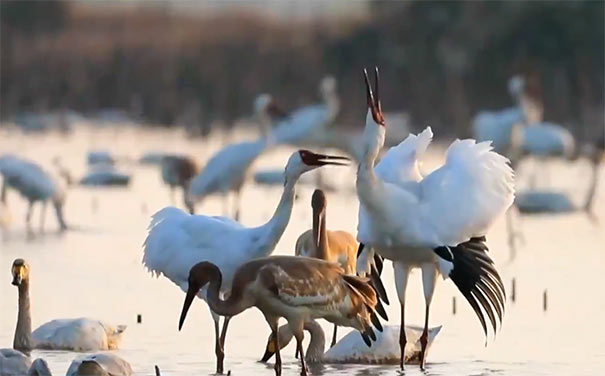 鄱阳湖观鸟：丹顶鹤