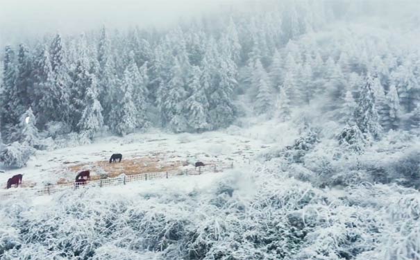 仙女山冰雪旅游：仙女山森林公园雪景