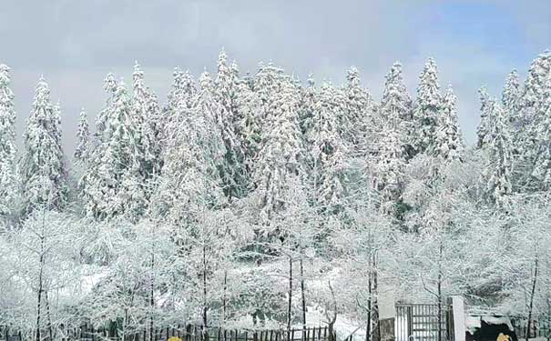 2021年12月31日仙女山雪景实拍