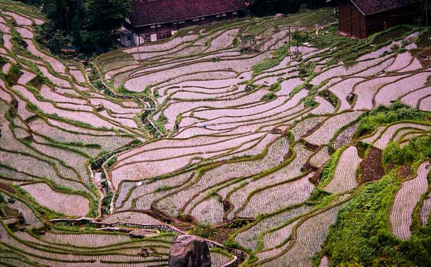 湖南旅游味道湖南美食季推荐线路：紫鹊界梯田