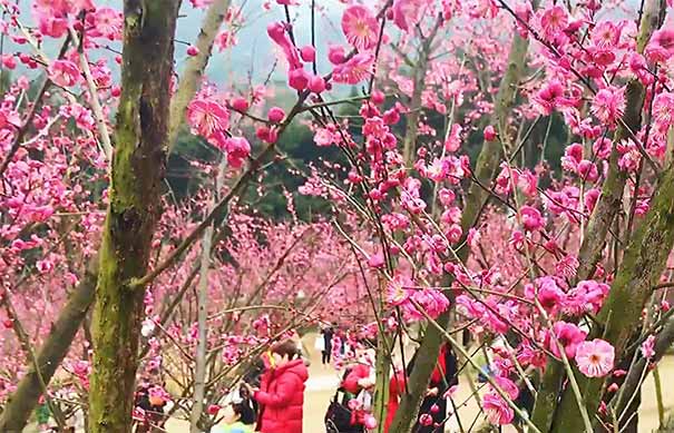 重庆市内冬季赏梅地图：沙坪坝歌乐山万亩红梅