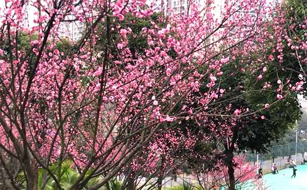 重庆市内冬季赏梅地图：九龙坡幸福公园红梅
