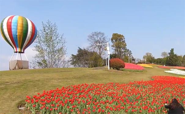 重庆长寿湖景区郁金香花开