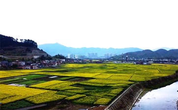 重庆南川北固油菜花