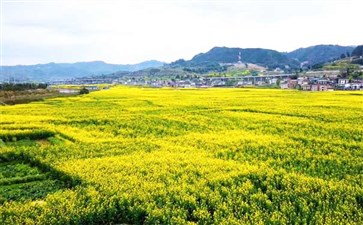 重庆南川北固油菜花