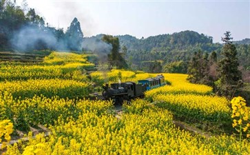 嘉阳小火车穿行在油菜花海中