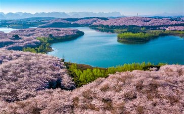 赏花旅游：贵州平坝万亩樱花