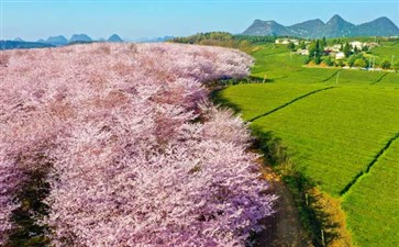 赏花旅游：贵州平坝万亩樱花