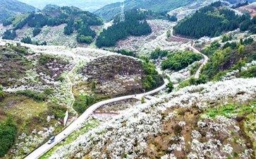 重庆赏花旅游：渝北统景印盒李花