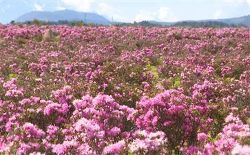 云南旅游：香格里拉中甸牧场花海