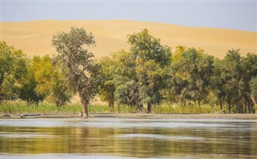 新疆旅游：塔里木河胡杨林公园