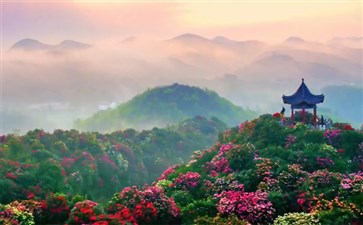 贵州夕阳游：毕节百里杜鹃景区