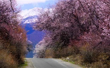 林芝旅游：G318公路桃花沟段