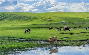 夕阳红旅游专列：内蒙古呼伦贝尔大草原