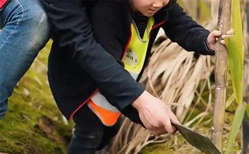 重庆亲子游：江津中坝岛砍甘蔗