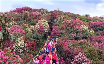 重庆自驾游：贵州毕节百里杜鹃网红桥