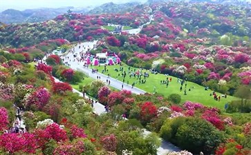 重庆自驾游：贵州毕节百里杜鹃栈道