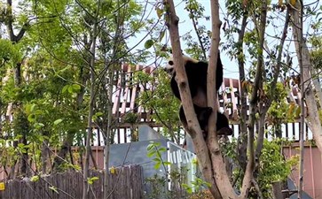 专列旅游：四川成都大熊猫繁育研究基地