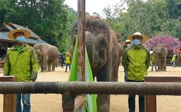 专列旅游：云南西双版纳野象谷