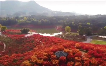 重庆周边游：巴南南彭多彩植物园红枫