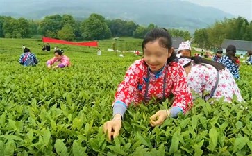 重庆自驾游：铜梁安溪镇千亩茶园采茶