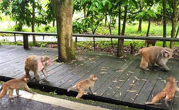 重庆自驾游：长寿湖太极岛猴子