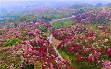 百里杜鹃旅游：百里杜鹃景区航拍