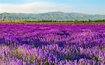 新疆旅游专列：天山花海薰衣草