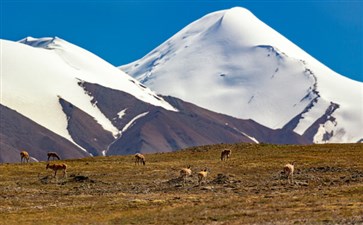 旅游专列：可可西里