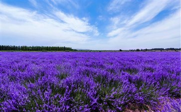 新疆旅游专列：伊犁薰衣草庄园