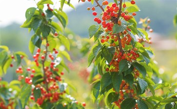 重庆一日游：云雾山樱桃采摘