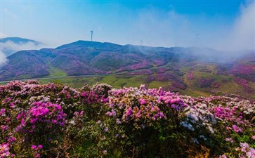 重庆自驾游：贵州乌蒙大草原杜鹃花开