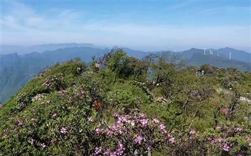 重庆武隆赵云山高山杜鹃花开