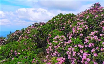 重庆武隆赵云山高山杜鹃花开